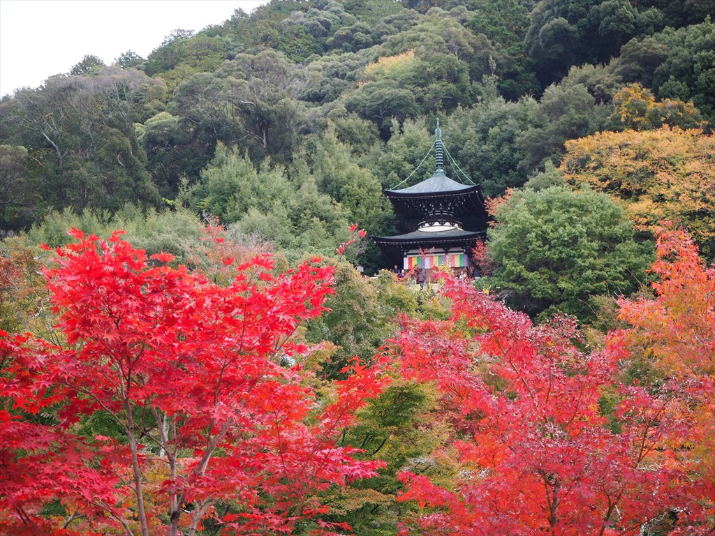 紅葉が見頃に入った永観堂