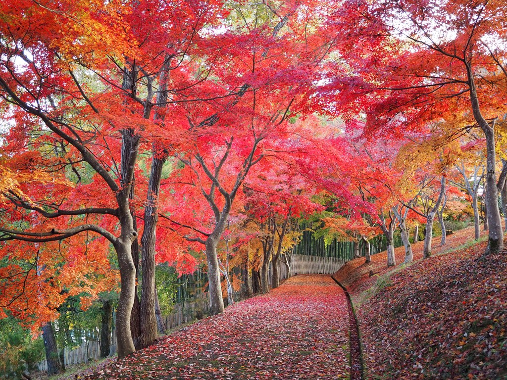 京都府立丹波自然運動公園の紅葉