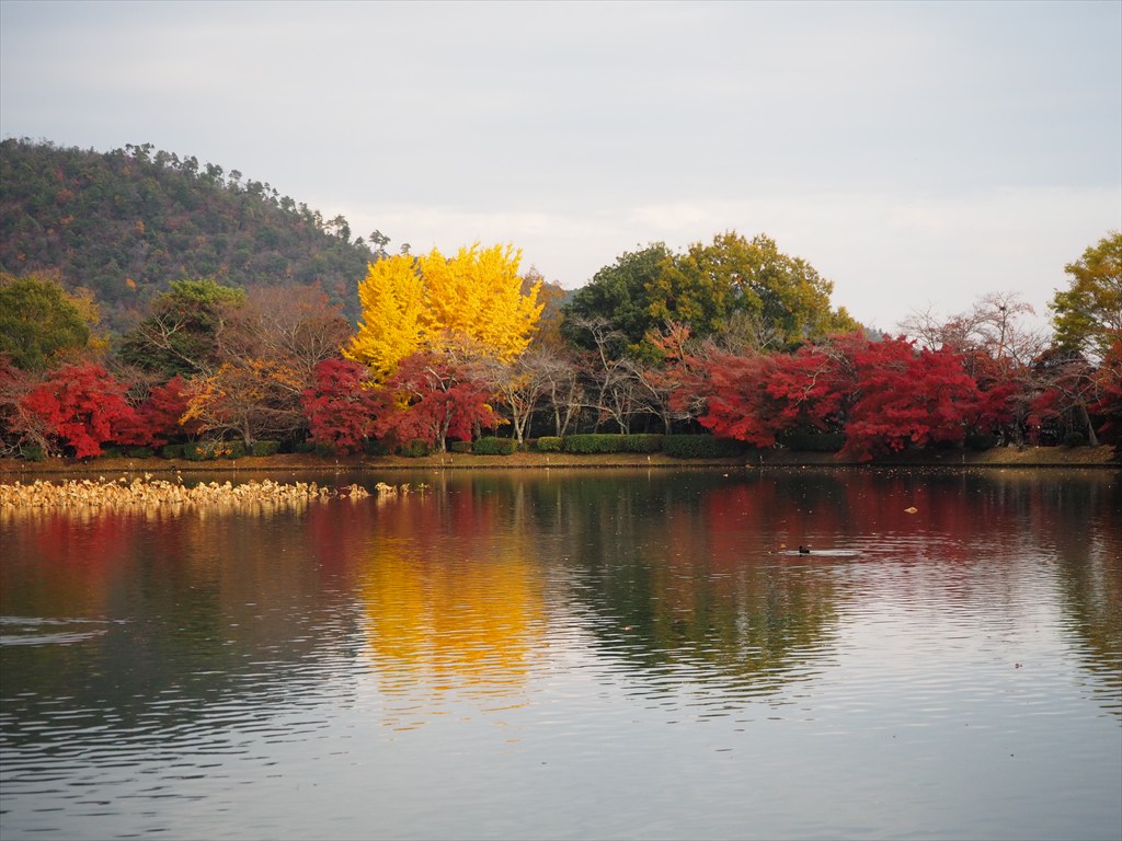 大覚寺の紅葉