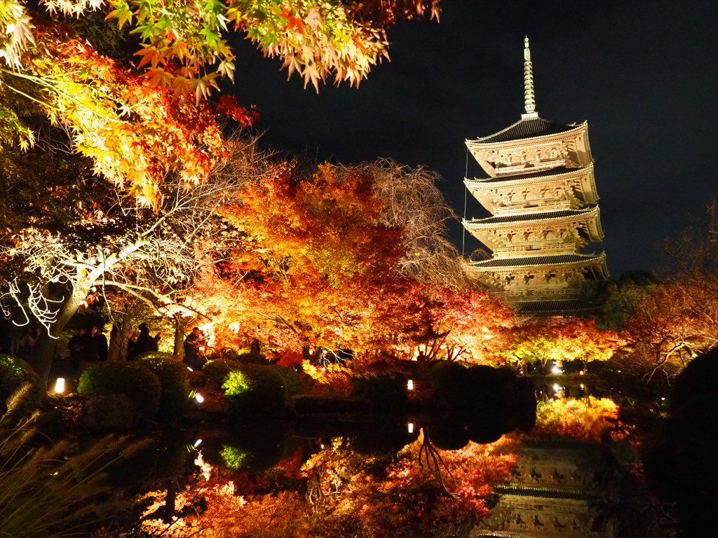 東寺の紅葉ライトアップ　2025年