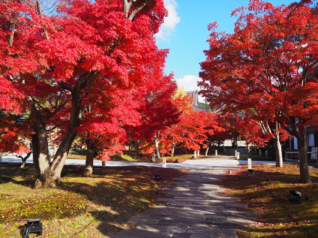 智積院の素晴らしい紅葉