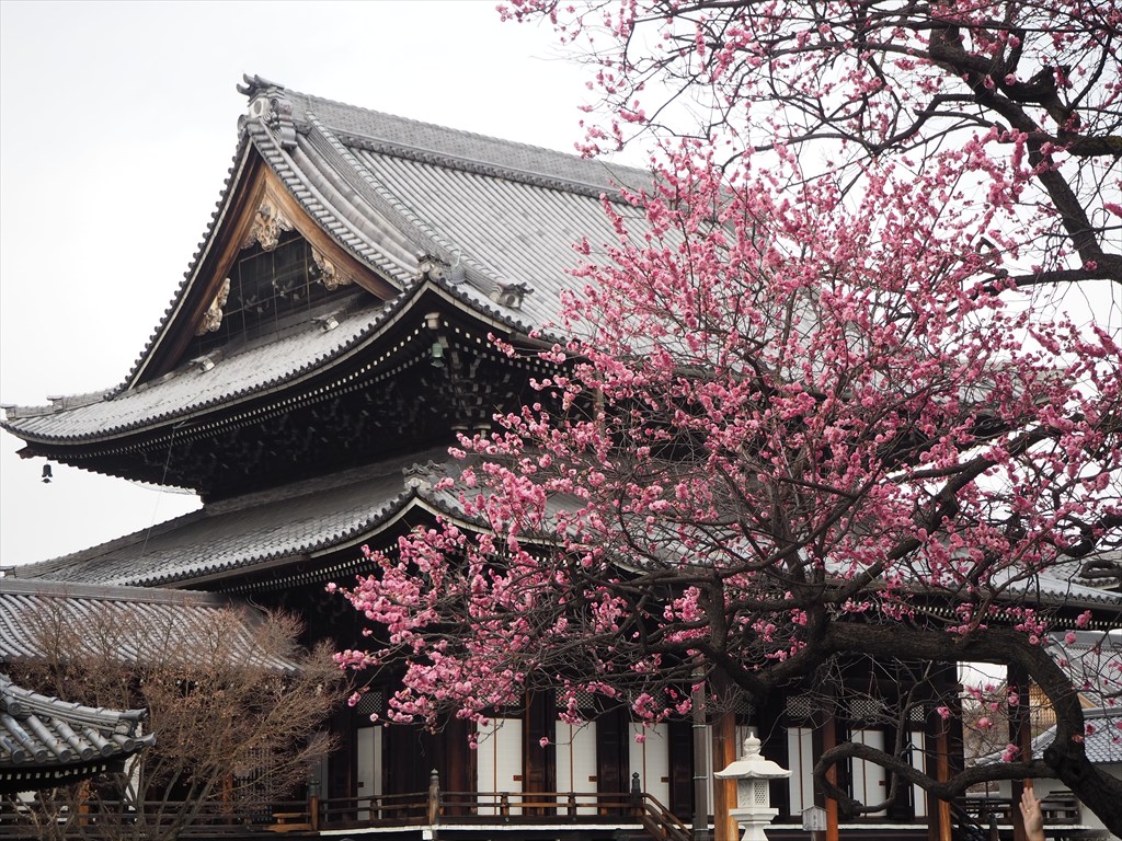 紅白の梅が見ごろの興正寺
