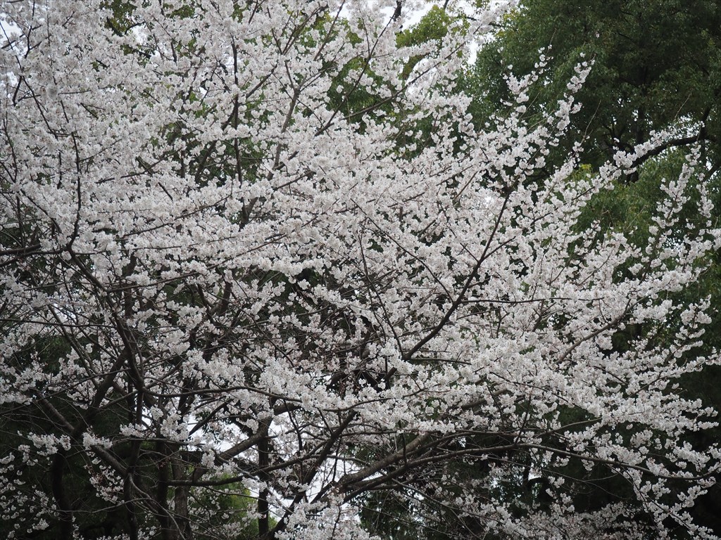 3月28日(土)09時30分～東山の桜ミステリーコース　その日見ごろの場所へご案内