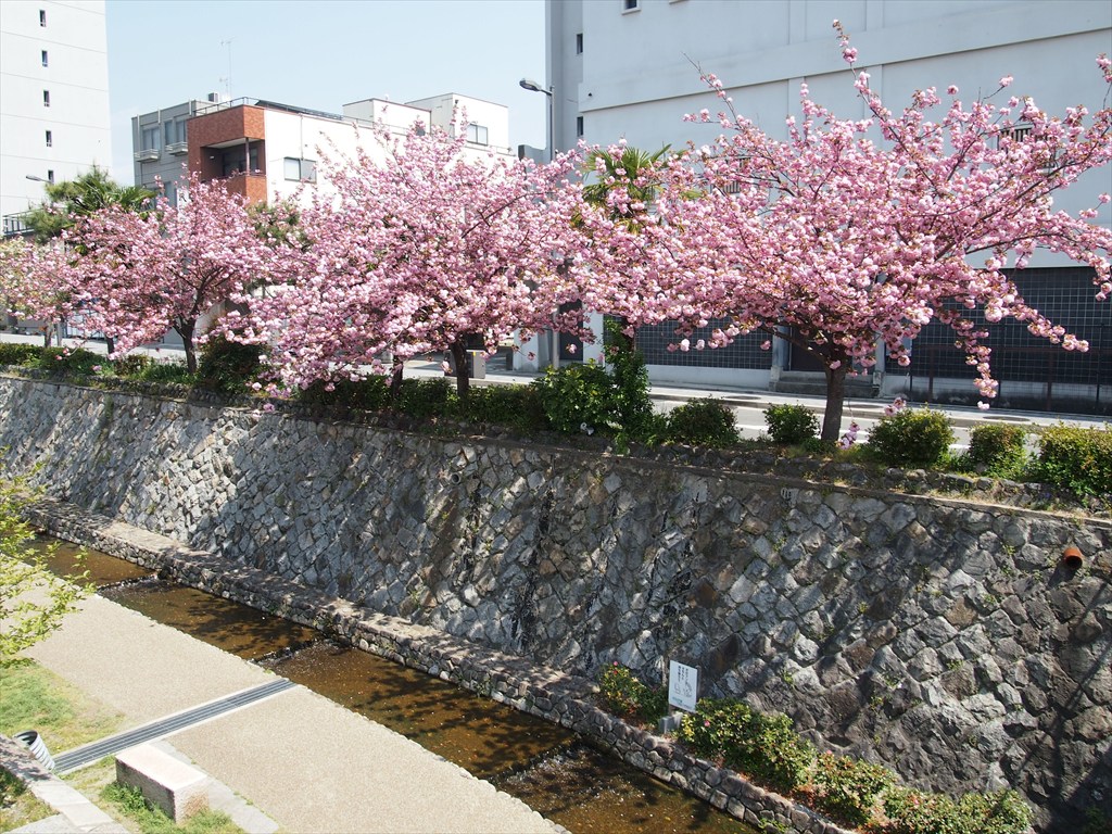 4月9日(木)13時30分~上京の桜ミステリーコース その日見ごろの場所へご案内 (複製)