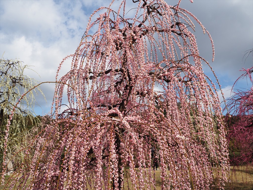 三室戸寺のしだれ梅園　2026年