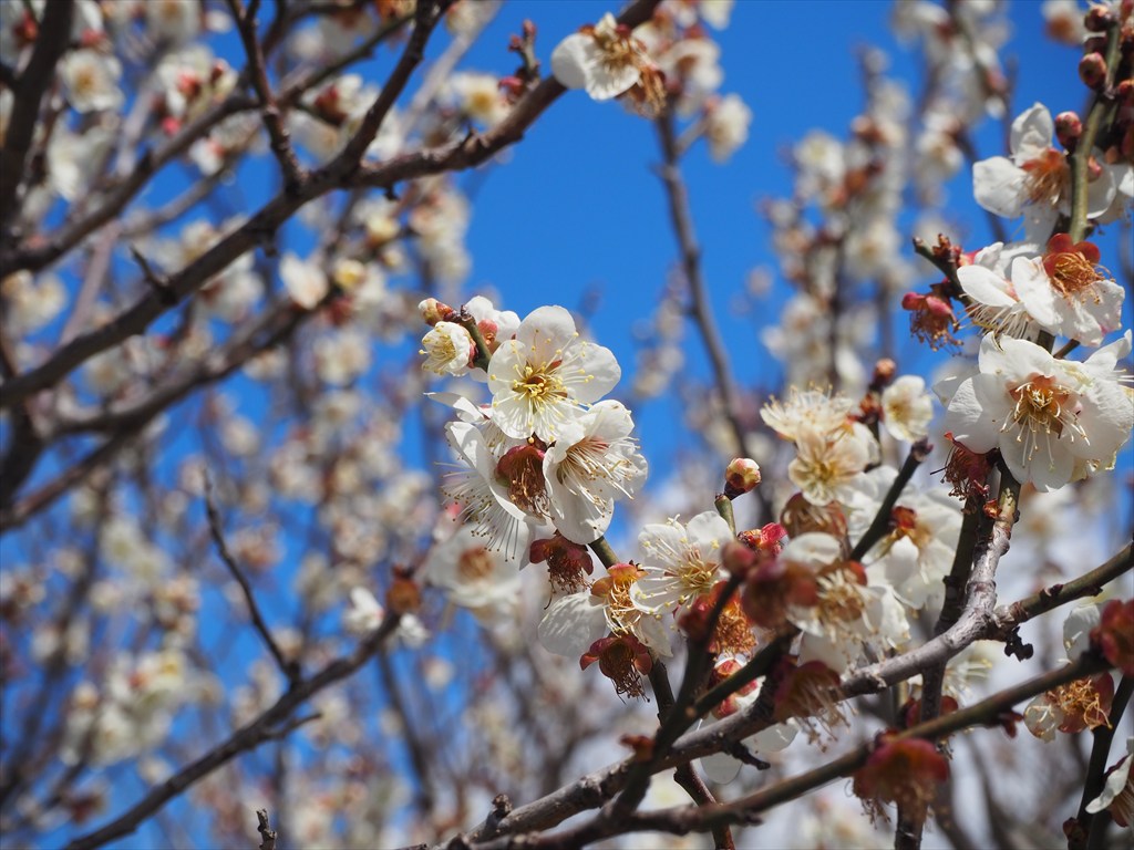 のどかに咲く青谷梅林の梅