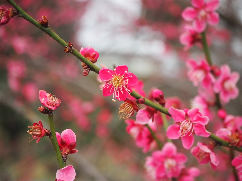 二条城を彩る梅