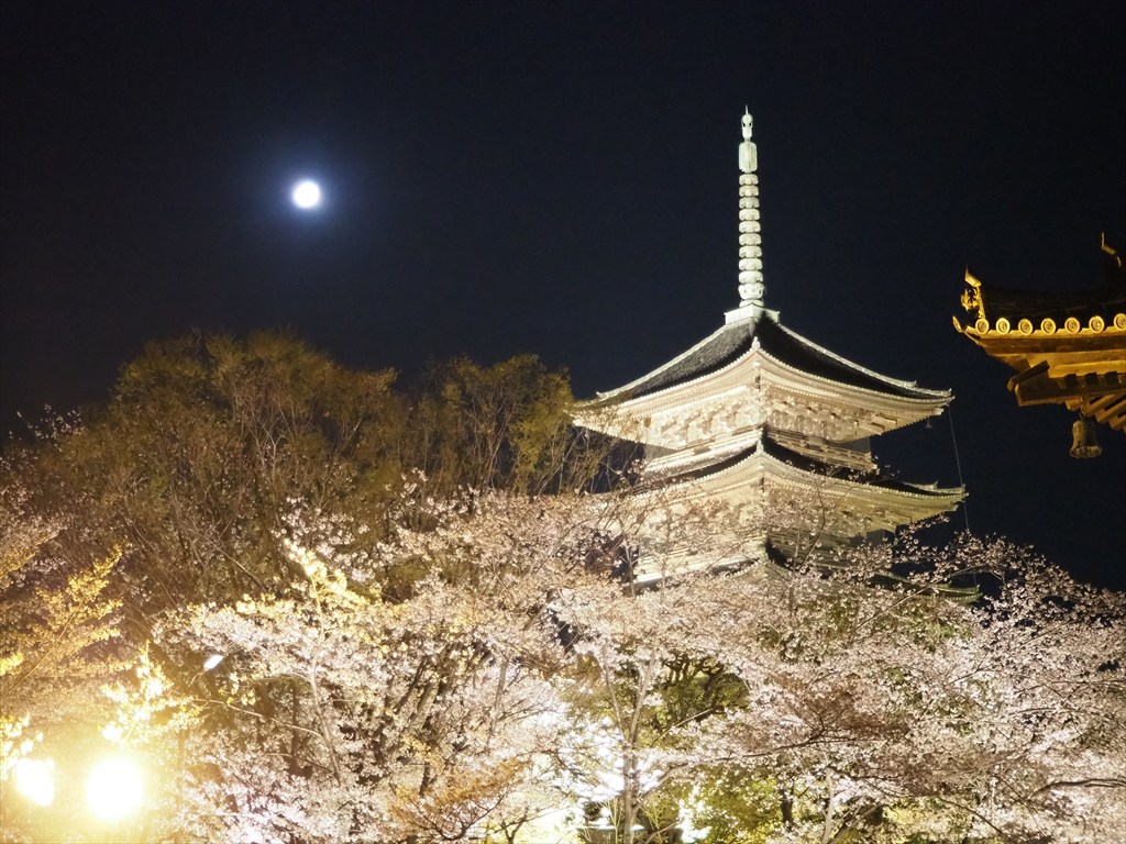 東寺　桜のライトアップ　2026年