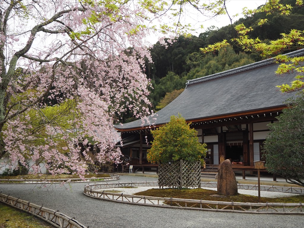 二尊院のしだれ桜