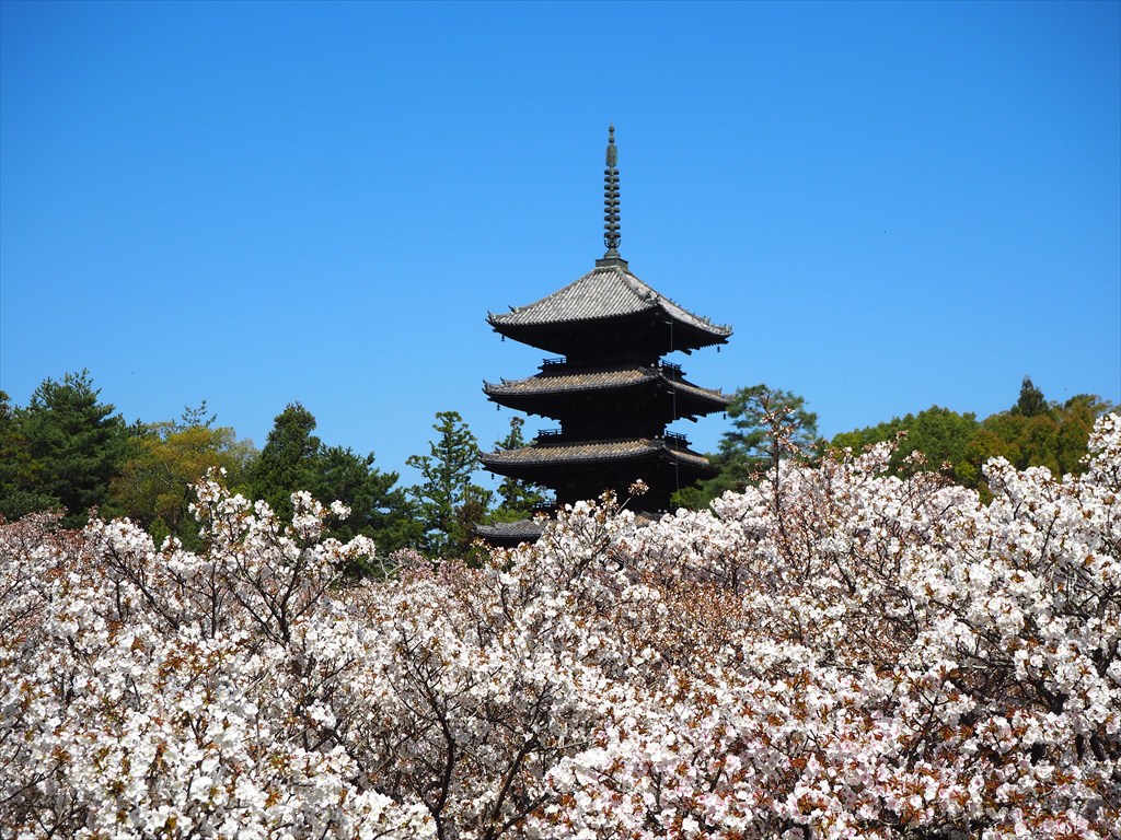 仁和寺の御室桜が満開